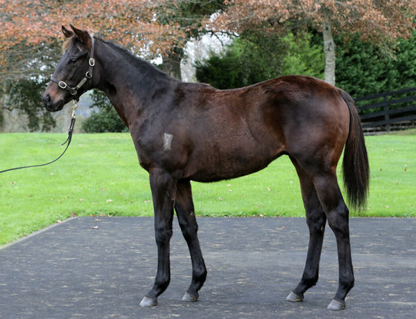 Lot 1005, Savabeel colt from Bohemian Lily.