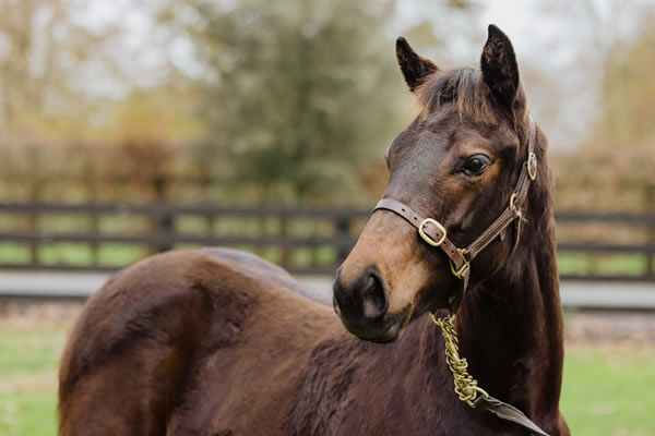 Lot 137