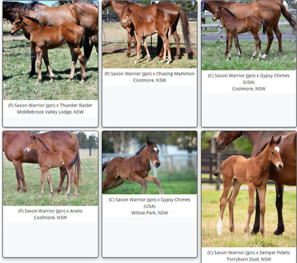 Saxon Warrior has some beautiful foals being born this spring - click for more information on him.