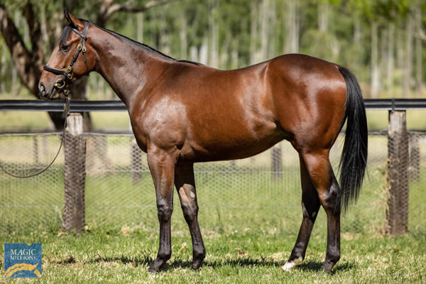 Scampi a $750,000 Magic Millions yearling