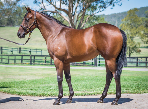 Scorching Legend a $280,000 Inglis Classic yearling