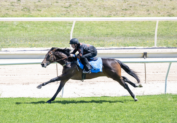 Scoundrel a $160,000 purchase at 2023 Ready2Race Sale