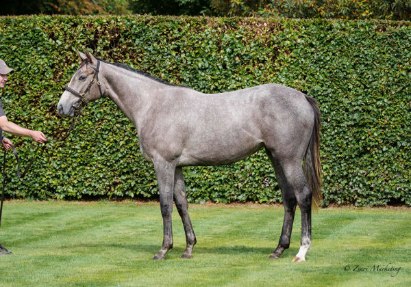 Sea What I See a 140,000 gns Tattersalls October yearling