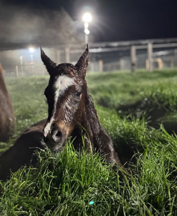 Sejardan filly from It's So Easy starts the breeding season off at Blue Gum Farm.