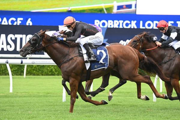 Semana is entered for the G1 Coolmore Classic this Saturday - image Steve Hart