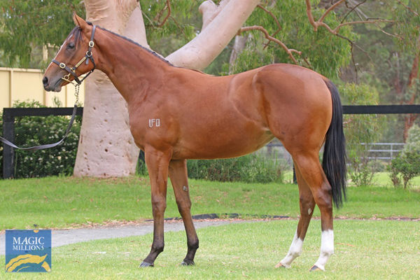Seridess a $50,000 Adelaide Magic Millions yearling