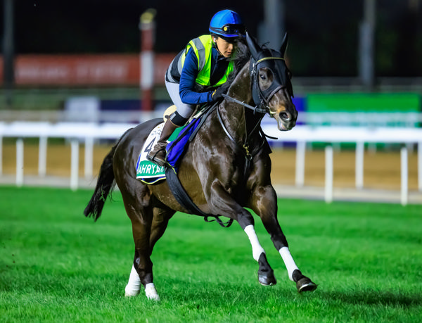 Shahryar back for his third Sheema Classic, which he won in 2022 (image Grant Courtney)
