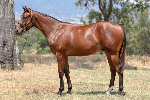 Shall Be an $8,000 Inglis HTBA yearling