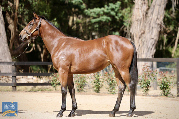 Shamadan was passed in short of her $30,000 reserve at Adelaide Magic Millions