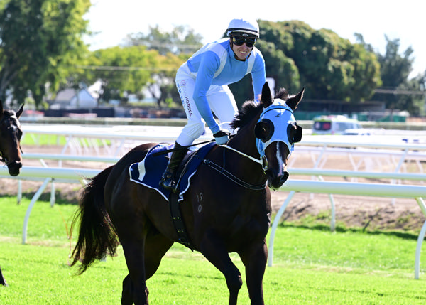 Shamedy is a little warhorse (image Brisbane Race Club)
