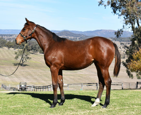 Sheza Alibi was well bought as a weanling for $10,000, click to see her page.