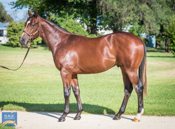 Shoresy a $55,000 Adelaide Magic Millions yearling)