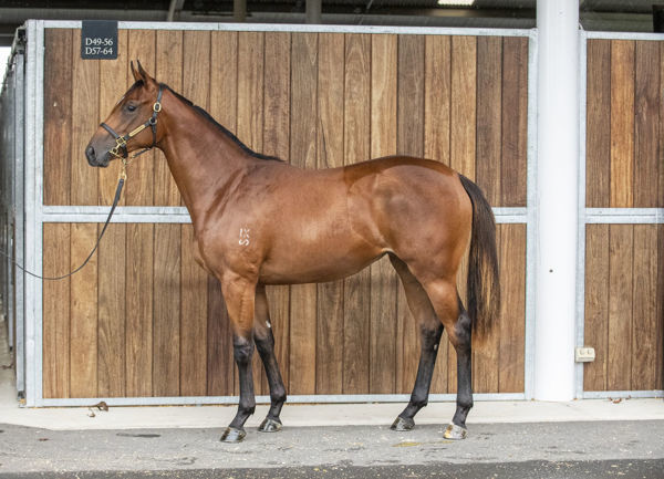 Single 'N' Ready a $140,000 Inglis Easter yearling