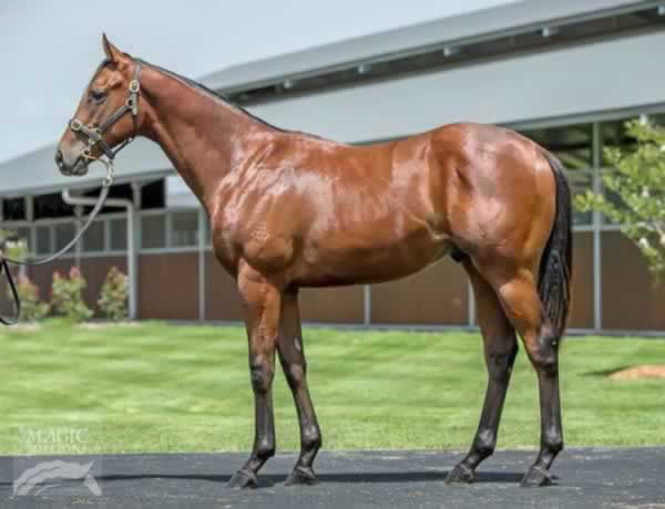 Sky Lab a $48,000 Magic Millions yearling