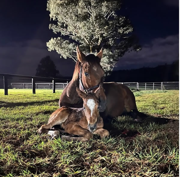 2023 Breednet Favourite Foal! St Mark's Basilica filly from Real Charm.