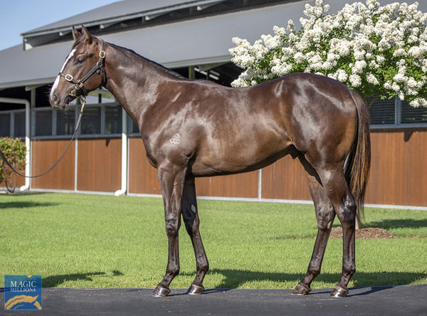 Snapback was an $825,000 Magic Millions purchase.