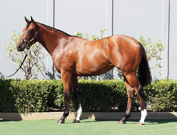 Sneaky Sunrise a $180,000 Inglis Premier yearling