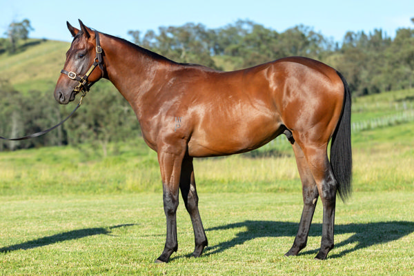 Snippety Legend a $550,000 Inglis Premier yearling