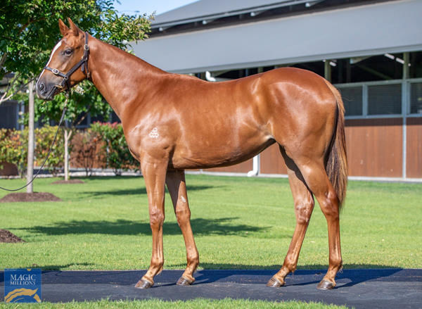 Snitzanova a $200,000 Magic Millions yearling