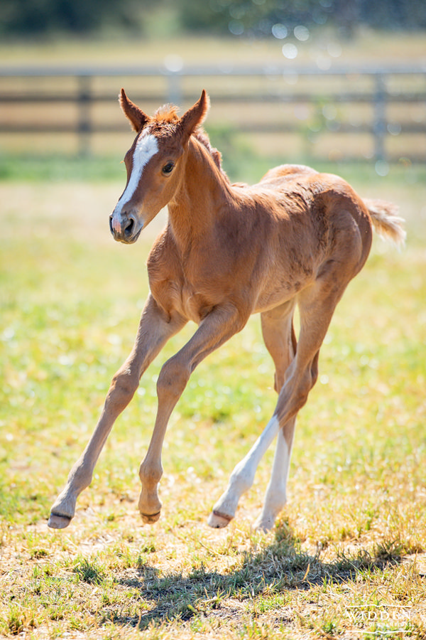This prized filly from Graceful Girl is from the very last crop of foals by champion sire Snitzel.