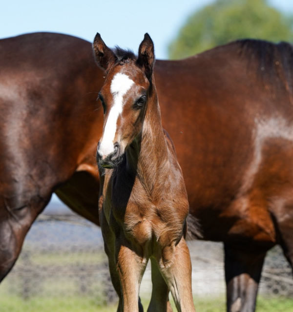 Winx's second foal, a colt by Snitzel will highlight Inglis Easter 2026