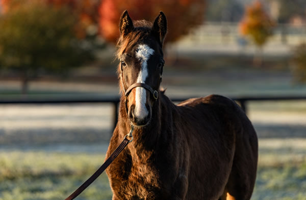 The Snitzel colt from Winx - will he set a new sale ring record for his sire next year? - image Inglis