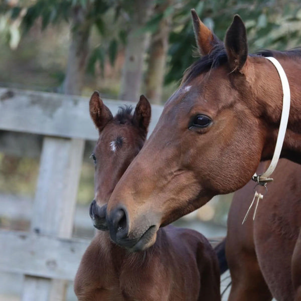 Snitzel x Krone colt