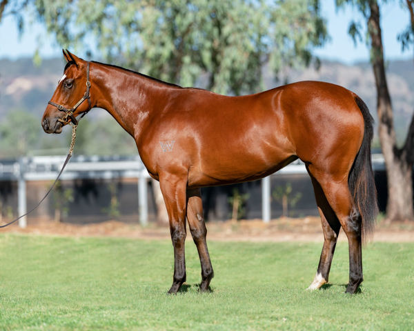 Snow In May a $150,000 Inglis Easter yearling