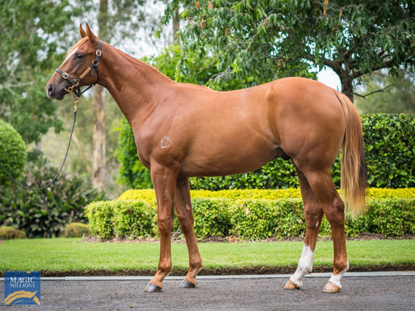 Snowman a $650,000 Magic Millions yearling