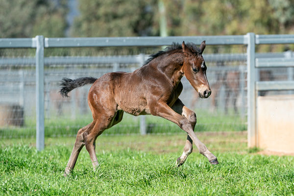 Born at Widden Stud on September 3 is this Zoustar colt from Solar Charged 