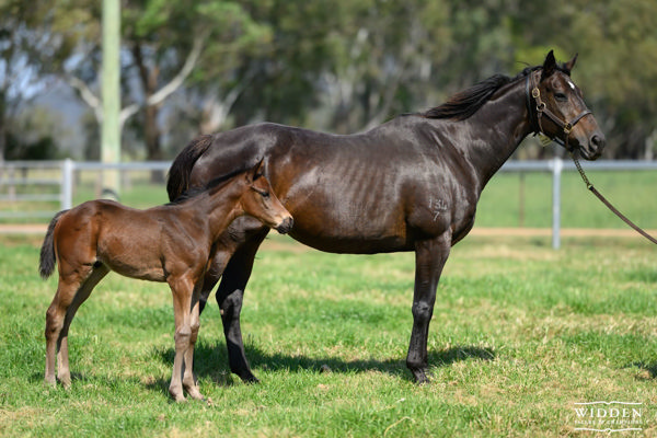 the full brother to Champion 3YO Filly Sunlight- Zoustar colt from Solar Charged .
