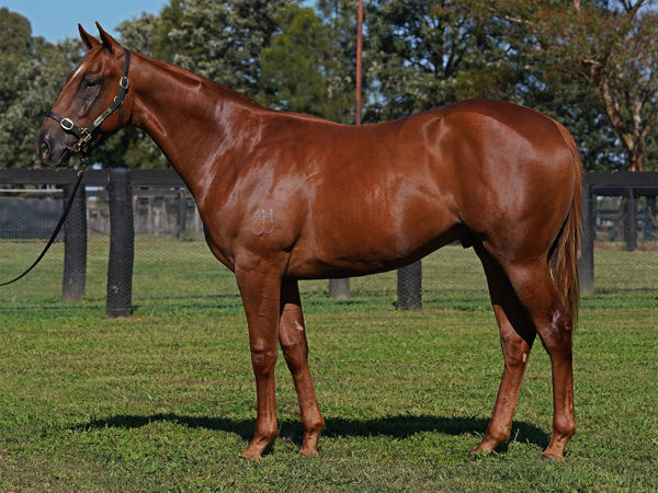 Soldier of Rome an $850,000 Inglis Easter yearling