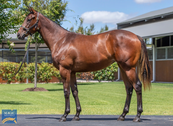 Southern Charm a $180,000 Magic Millions yearling