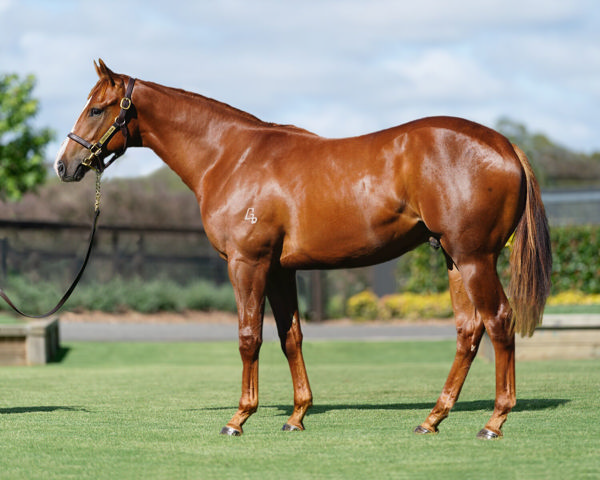 Sovereign Hill a $280,000 Inglis Classic yearling