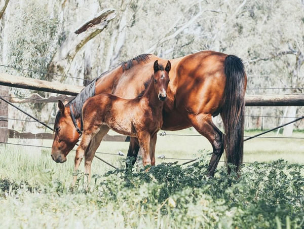 Miss Roseiano and her dam Special Lover at Noorlim Park in 2019.