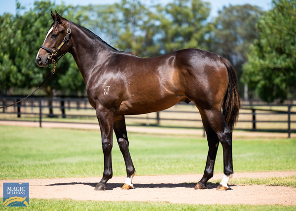 Spywire a $520,000 Magic Millions yearling