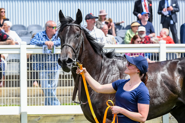 Can Stage 'N' Screen take the quantum leap on Saturday? (image Brett Holburt/Racing Photos)