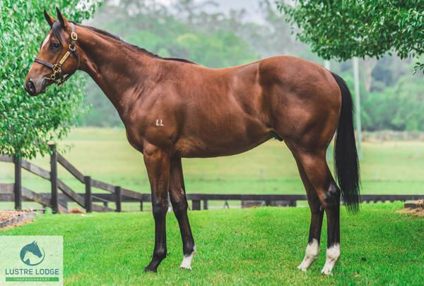 Star Patrol was an Inglis Classic purchase.