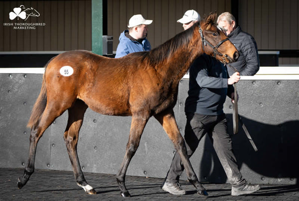 Top lot on Day - Starman colt from Express.