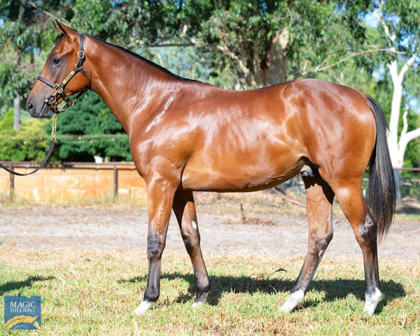 Starry Heights a $35,000 Perth Magic Millions yearling