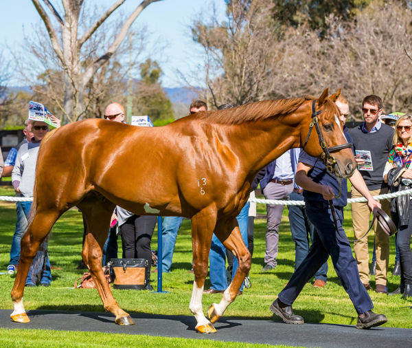 Starspangledbanner returns to Coolmore in 2023 (image Mark Smith)