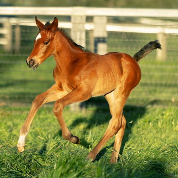 State of Rest (IRE) x Excelegant filly at Willow Park. Photo by Lisa Richards.