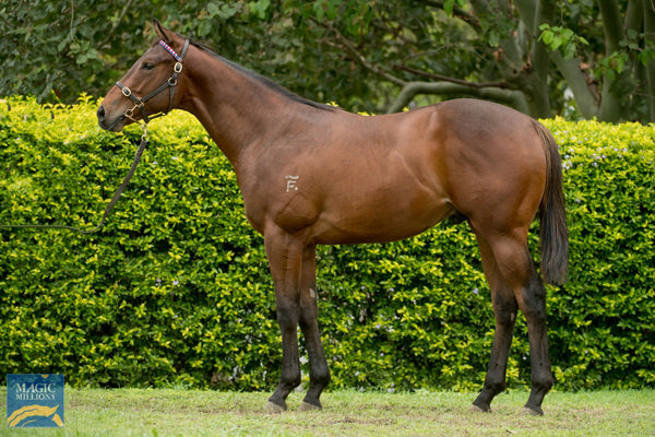 Steady Ready a $70,000 Magic Millions yearling