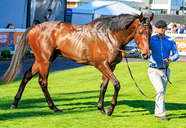 Off to the Caulfield Guineas (Image Grant Courtney)