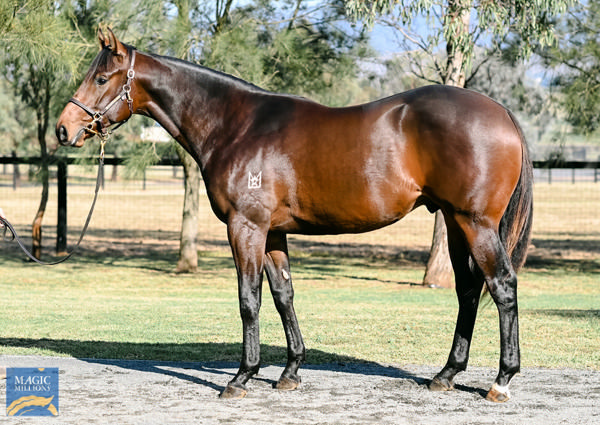 Stoli Bolli failed to make his $70,000 reserve at the National Yearling Sale