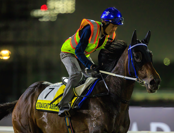 Straight Arron pictured at trackwork in Dubai last week - image Grant Courtney