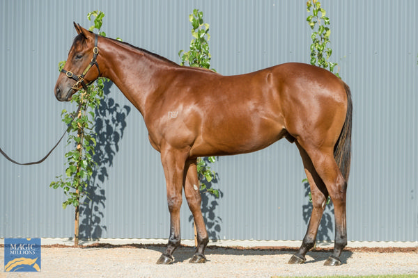 Straight Charge a $270,000 Magic Millions yearling