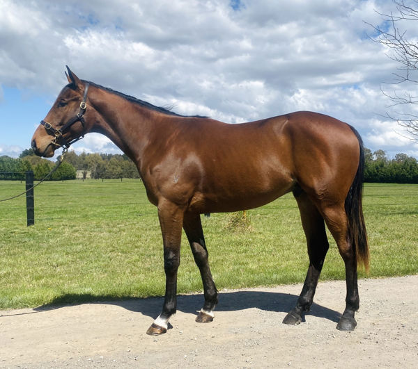 Strait Acer a $25,000 but at 2021 Inglis Ready2Race Sale