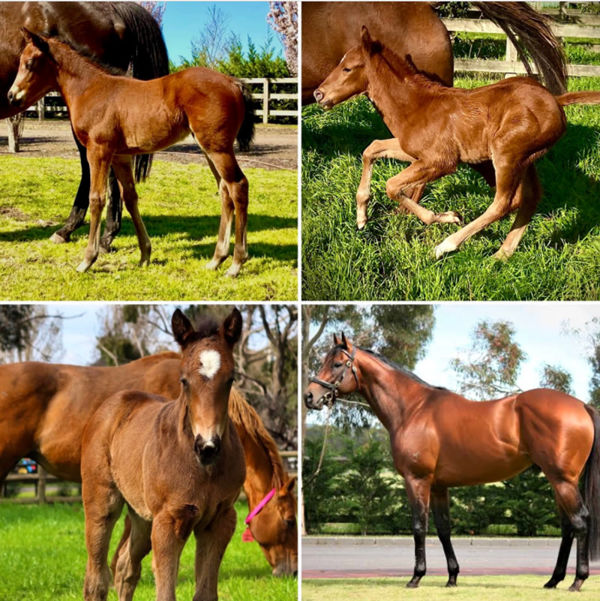 Strasbourg and his stunning first foals are pleasing everyone at Rosemont Stud, click for more information.