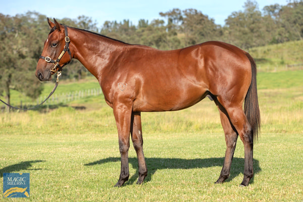 Subsix a $150,000 Adelaide Magic Millions yearling